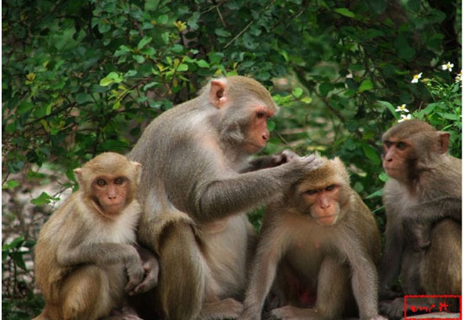 Đảo Khỉ độc đáo trong lòng khách du lịch Nha Trang