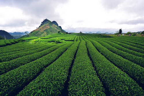 Cao nguyên Mộc Châu – Thảo nguyên Mộc Châu